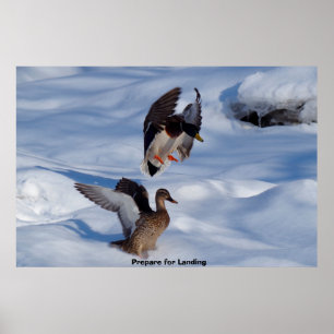 Wilde Eend Poster