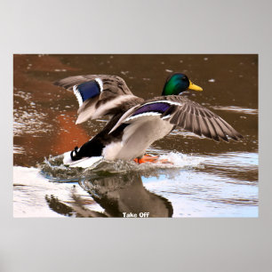 Wilde Eend Poster