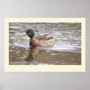 Wilde Eend Reflectie Foto Poster