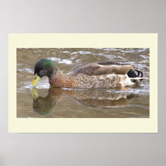 Wilde Eend Reflectie Foto Poster (Voorkant)