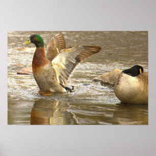 Wilde Eend Reflectie Foto Poster