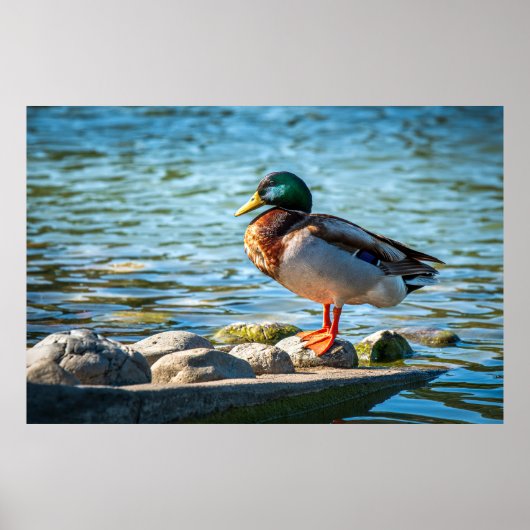 Wilde Eend Staand op Oeverrotsen bij het Meer Poster (Voorkant)