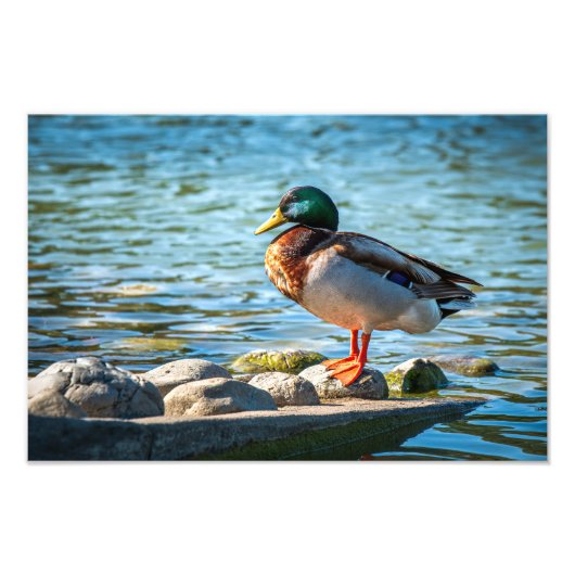 Wilde Eend Staande op Oeverrotsen bij het Meer Foto Afdruk (Voorkant)