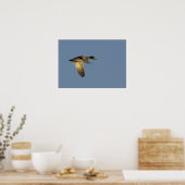 wilde eend vliegend in open lucht canvas print (Keuken)