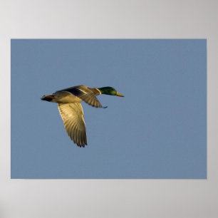wilde eend vliegend in open lucht canvas print