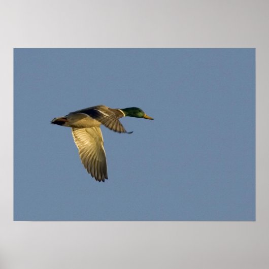 wilde eend vliegend in open lucht canvas print (Voorkant)