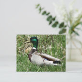 Wilde eend woerd in het gras briefkaart (Staand voorkant)
