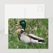 Wilde eend woerd in het gras briefkaart (Voorkant / Achterkant)