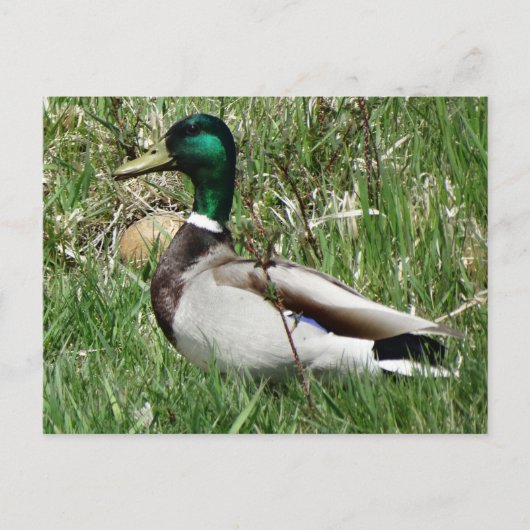 Wilde eend woerd in het gras briefkaart (Voorkant)