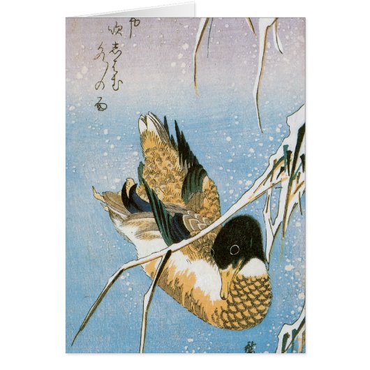 Wilde eend zwemmend tussen sneeuwbeladen riet door (Voorkant)