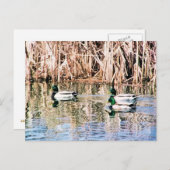 WILDE EENDEN BRIEFKAART (Voorkant / Achterkant)