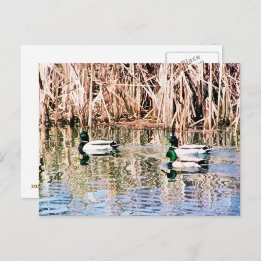 WILDE EENDEN BRIEFKAART (Voorkant / Achterkant)