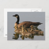 Wilde eenden briefkaart (Voorkant / Achterkant)