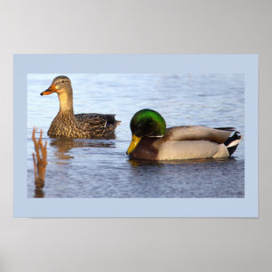 Wilde Eenden Foto Poster