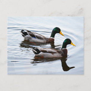 Wilde Eenden in Water Ansichtkaart Briefkaart