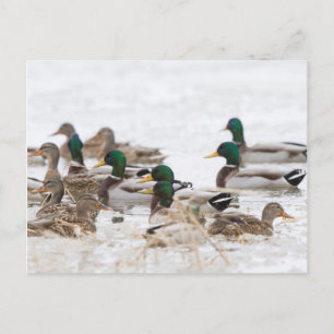 Wilde eenden in wetland in de winter briefkaart