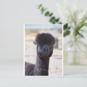 Wilde en Crazy Alpaca Hair Style Briefkaart (Staand voorkant)