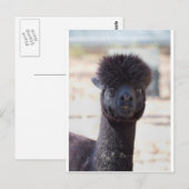 Wilde en Crazy Alpaca Hair Style Briefkaart (Voorkant / Achterkant)