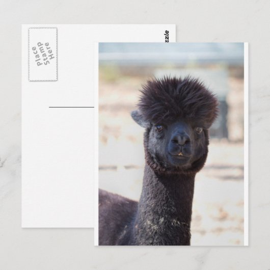 Wilde en Crazy Alpaca Hair Style Briefkaart (Voorkant / Achterkant)
