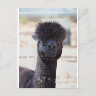 Wilde en Crazy Alpaca Hair Style Briefkaart
