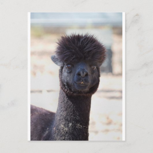 Wilde en Crazy Alpaca Hair Style Briefkaart (Voorkant)