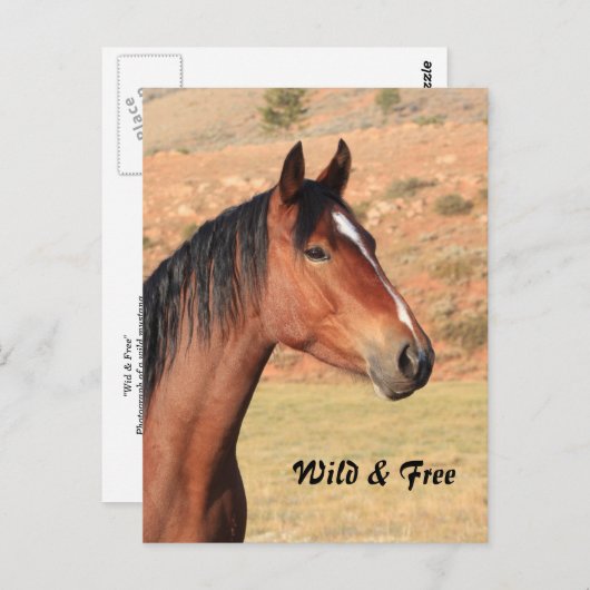 Wilde en vrije Mustang Briefkaart (Voorkant / Achterkant)