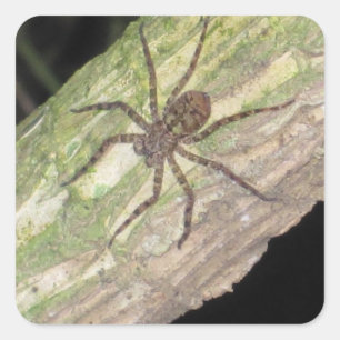 Wilde exotische spinnen, kevers en insecten vierkante sticker