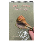 Wilde Florida Zeeslakken Heremietkreeften Aangepas Kalender (Hoes)