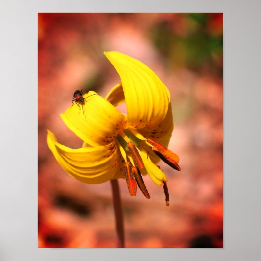 Wilde forel Lily bloeit en snijdt vriendinnetje in Poster (Voorkant)