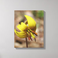 Wilde forel Lily Bloem en Firefly Vriend