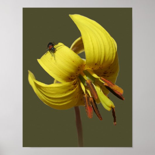 Wilde forel Lily en Firefly vriend Poster (Voorkant)