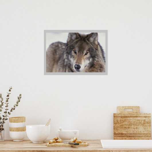 Wilde fotografie Gray Wolf Poster 18x24 (Keuken)