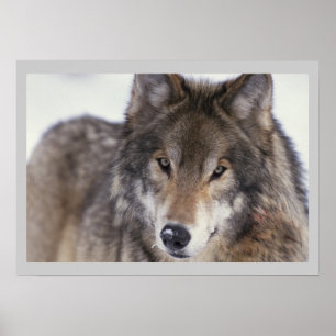 Wilde fotografie Gray Wolf Poster 18x24