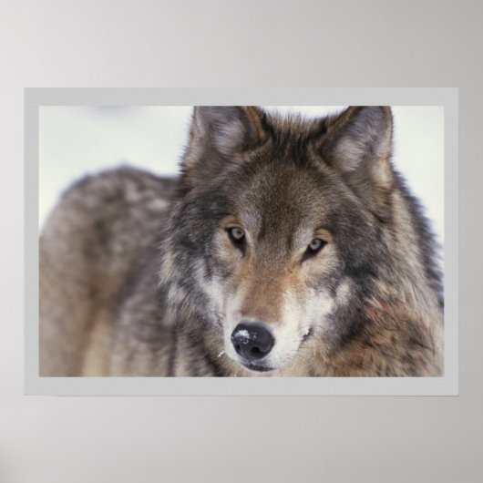 Wilde fotografie Gray Wolf Poster 18x24 (Voorkant)