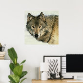 Wilde fotografie Gray Wolf Poster 24x24 (Thuiskantoor)