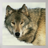 Wilde fotografie Gray Wolf Poster 24x24 (Voorkant)