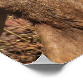 WILDE FOTOGRAFIE VAN DE BROWN BUCK POSTER (Hoek)