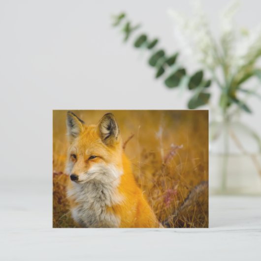 Wilde Fox in de Voorste Briefkaart (Staand voorkant)