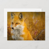 Wilde Fox in de Voorste Briefkaart (Voorkant / Achterkant)