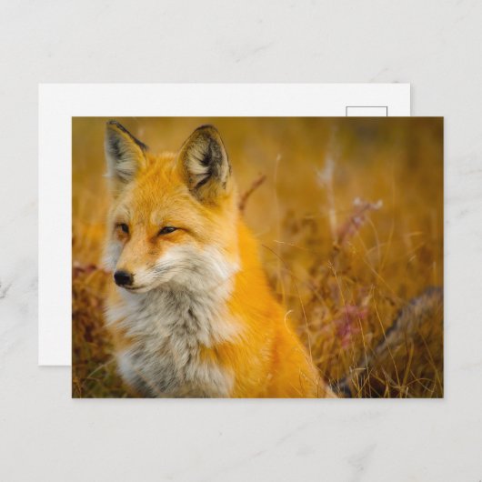 Wilde Fox in de Voorste Briefkaart (Voorkant / Achterkant)