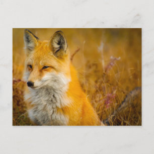 Wilde Fox in de Voorste Briefkaart