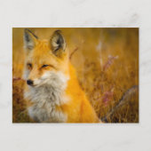 Wilde Fox in de Voorste Briefkaart (Voorkant)
