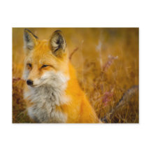 Wilde Fox in de Voorste