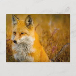 Wilde Fox in de Voorste Briefkaart