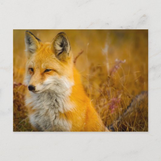 Wilde Fox in de Voorste Briefkaart (Voorkant)