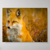 Wilde Fox in de Voorste Poster (Voorkant)