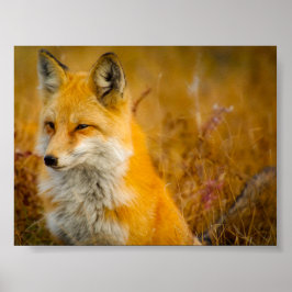 Wilde Fox in de Voorste Poster