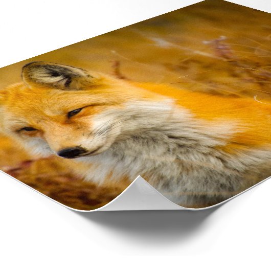 Wilde Fox in de Voorste Poster (Hoek)