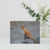 Wilde fox Natuur Dierlijk Briefkaart (Staand voorkant)