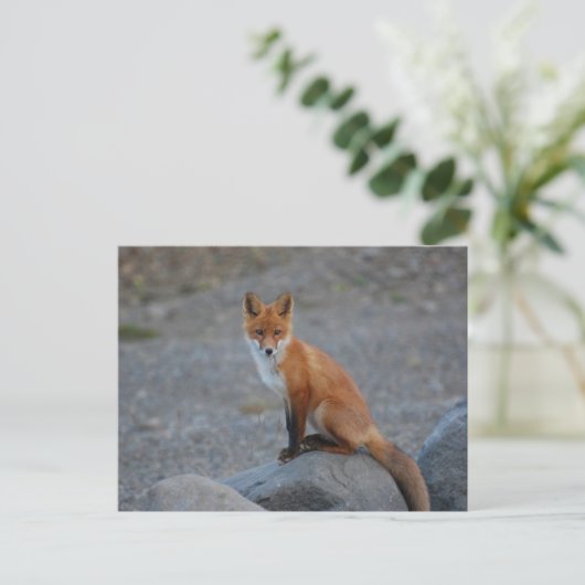 Wilde fox Natuur Dierlijk Briefkaart (Staand voorkant)